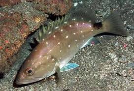 Image result for Hyporthodus quernus