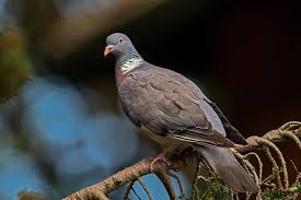 Image result for Columba palumbus