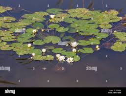 Attēlu rezultāti vaicājumam “Nymphaea candida leaf”