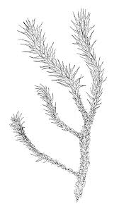 Attēlu rezultāti vaicājumam “Campylium, Campyliadelphus”