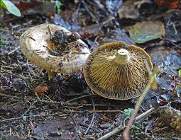 Attēlu rezultāti vaicājumam “Lactarius necator”