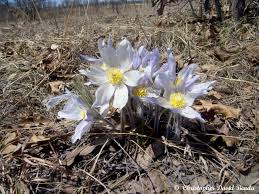 Attēlu rezultāti vaicājumam “Pulsatilla patens flower”