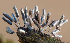 Attēlu rezultāti vaicājumam “Stemonitopsis typhina var. similis stalked”