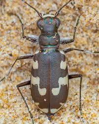 Attēlu rezultāti vaicājumam “Poecilus versicolor”