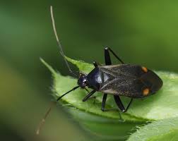 Attēlu rezultāti vaicājumam “Adelphocoris seticornis”