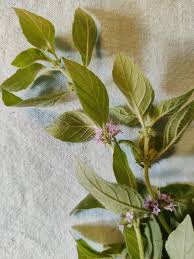 Attēlu rezultāti vaicājumam “Mentha arvensis”