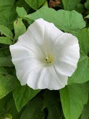 Attēlu rezultāti vaicājumam “Calystegia inflata”