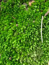 Attēlu rezultāti vaicājumam “Plagiothecium cavifolium”