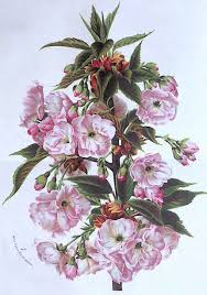 Attēlu rezultāti vaicājumam “Cerasus flower”