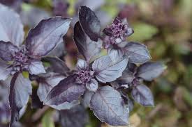 Attēlu rezultāti vaicājumam “Ocimum basilicum flower”