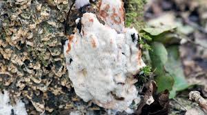 Attēlu rezultāti vaicājumam “Physisporinus vitreus”