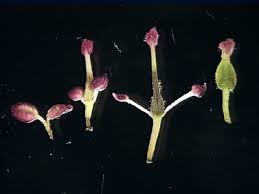 Attēlu rezultāti vaicājumam “Fraxinus excelsior flower”