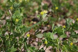 Attēlu rezultāti vaicājumam “Trifolium dubium fruit”