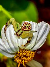Image result for crab spider