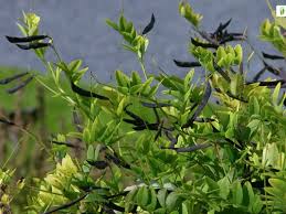 Attēlu rezultāti vaicājumam “Lathyrus niger leaf”