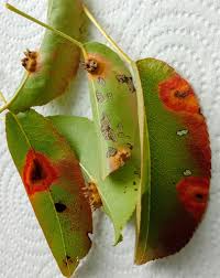 Attēlu rezultāti vaicājumam “Gymnosporangium sabinae”