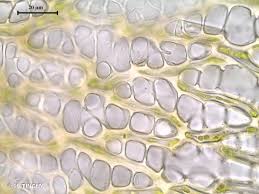 Attēlu rezultāti vaicājumam “Sphagnum inundatum”