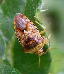 Attēlu rezultāti vaicājumam “Elasmucha grisea imago”