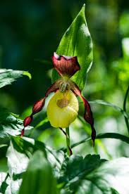 Attēlu rezultāti vaicājumam “Cypripedium calceolus flower”