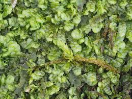 Attēlu rezultāti vaicājumam “Calypogeia neesiana”