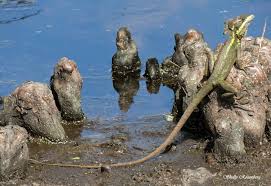 Image result for Basildon I.S.H.C.