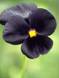 Image result for Viola wittrockiana