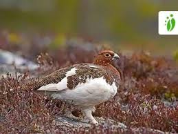 Image result for Lagopus lagopus