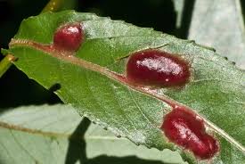 Attēlu rezultāti vaicājumam “Pontania proxima”