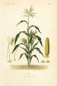 Attēlu rezultāti vaicājumam “Zea mays”