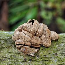 Attēlu rezultāti vaicājumam “Encoelia furfuracea”