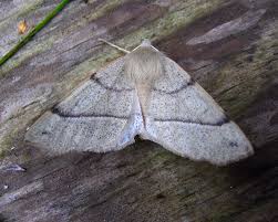 Attēlu rezultāti vaicājumam “Colotois pennaria”