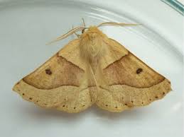 Attēlu rezultāti vaicājumam “Crocallis elinguaria imago”