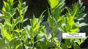 Image result for Liebstöckel