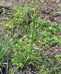 Attēlu rezultāti vaicājumam “Stemonitopsis aequalis (var. aequalis)”