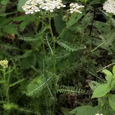 Attēlu rezultāti vaicājumam “Achillea millefolium bud”