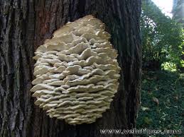 Attēlu rezultāti vaicājumam “Climacodon septentrionalis”