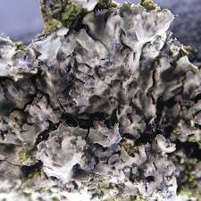 Attēlu rezultāti vaicājumam “Arthonia byssacea”