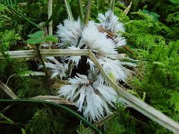 Attēlu rezultāti vaicājumam “Thelephora penicillata”