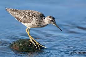 Attēlu rezultāti vaicājumam “Tringa glareola adult”