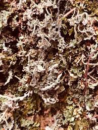 Attēlu rezultāti vaicājumam “Cladonia coniocraea”