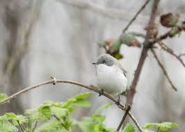 Attēlu rezultāti vaicājumam “Sylvia curruca adult”