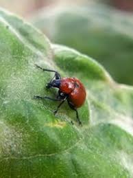 Attēlu rezultāti vaicājumam “Attelabus nitens”