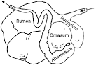 Sheep 101: Ruminants 