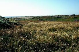 Attēlu rezultāti vaicājumam “Holcus lanatus  fruit”