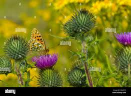 Attēlu rezultāti vaicājumam “Argynnis aglaja upperside”