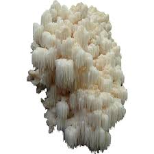 Attēlu rezultāti vaicājumam “Hericium coralloides”