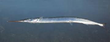 Attēlu rezultāti vaicājumam “Belone belone”