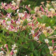 Attēlu rezultāti vaicājumam “Lonicera caerulea var. pallasii flower”