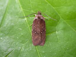 Attēlu rezultāti vaicājumam “Agonopterix aranella”