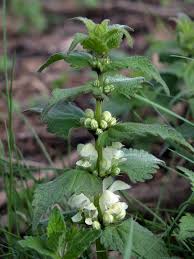 Attēlu rezultāti vaicājumam “Lamium album”